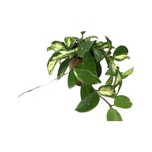 Hoya Carnosa 'Krimson Princess' (Mum Çiçeği) Ø12 CM Y15-20 CM
