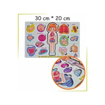 Bedenimi Öğreniyorum İç Organlarımız Ve Görevleri Puzzle Bul - Tak