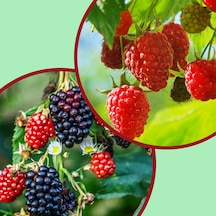 Tüplü 2 Böğürtlen Fidanı + 2 Ahududu Fidanı