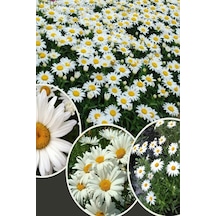 Papatya Tohumu Anthemis
