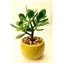 Para Çiçeği 15 - 20 Mini Cm Crassula Ovata Para Ağacı