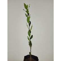 Defne Fidanı 4 Adet 30-50 Cm Defne Ağacı Fidanı Kokulu Defne