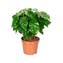 Arabica Coffee Kahve Fidanı. Saksıda