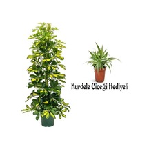 Videolu Alacalı Şeflera Bitkisi 80-120cm 1 Adet Saksılı Kurdele Çiçeği Hediyeli İç Mekan Bitkisi