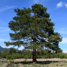 Tüplü Kızıl Çam pinus Brutia Fidanı