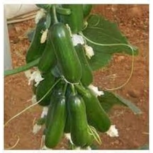 Badem Salatalık Tohumu 30 Adet