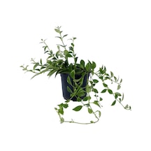 Ruj Çiçeği - Aeschynanthus Sarmaşığı - Askılı Saksı'da