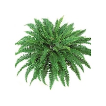 Aşk Merdiveni Fujer Nephrolepis Exaltata Eğrelti Otu10-20 Cm
