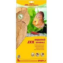 Catappa Yaprağı, 32 Cm Uzunluğunda, Doğal Ürün 1000'li Set