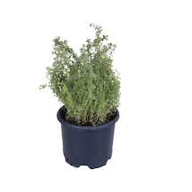 Limoni Kekik Fidanı Saksı 10-20 Cm