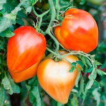 Red Oxheart Kalp Şeklinde Meyvesi Olan Domates Tohumu 15 Tohum