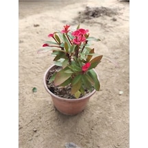 Kırmızı Dikenler Tacı Çiçeği Fidanı 10-20 Cm