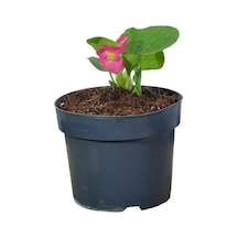 Begonya Şeker Pembe Begonia Xsemperflorens 10-20 Cm