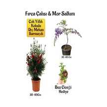 Fırça Çalısı Fidanı+mor Salkım Ağacı Fidanı Buz Çiçeği Peyzaj Seti