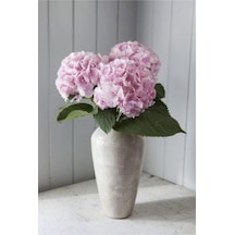 Pudra Pembe Renk Canlı Ortanca Çiçeği Fidanı 10-20 Cm