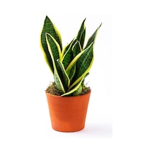 Çok Avantajlı Paşa Kılıcı Sansevaria Peygamber Kılıç Çiçeği 45-55 Cm Diğer