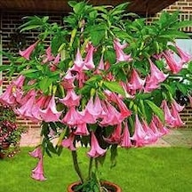 5 Adet Tohum Nadir Bulunan Pembe Angel Trumpet Çiçeği Saksı Topra