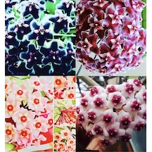 Hoya 4'lü Set 1 +mt Kokulu Mum Çiçeği Bitkisi ,farklı Saksıda ,siyah İnci ,pubicalyx ,pink ,obavata