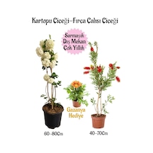 Kartopu Çiçeği 1 Adet +fırça Çalısı 1 Adet+sarı Gazanya Saksılı Bahçe Seti