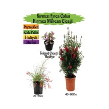 Kırmızı Fırça Çalısı+kırmızı Mercan Çiçeği+telgraf Çiçeği Peyzaj Seti