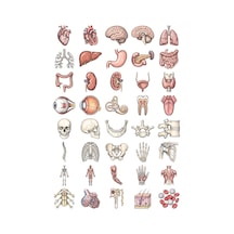 Anatomi Sticker Seti Mürekkep Çizim 40 Adet Organ İskelet Tıp Öğrencisi Ajanda Çıkartma Çok Renkli