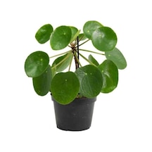 Çin Para Bitkisi Ev Ofis Salon Bitkisi 10-20 Cm