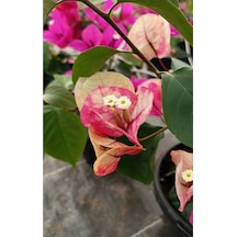 Videolu Ebruli Renk Sarmaşık Begonvil Çiçeği 35 50 Cm 1 Adet Saksılı Çiçekli Bitki Bougainvillea