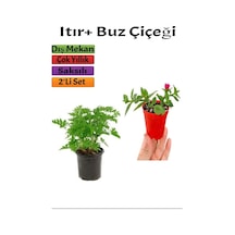 Yoğun Kokulu Itır Gül Damlası + Buz Çiçeği 5-15 Cm Saksılı Dış Mekan Bitkileri