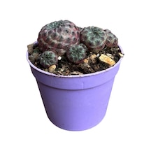 Sulcorebutia Rauschii 'violacidermis' Kaktüs