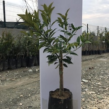 Tüplü Bodur Kamkat Fidanı 2 Yaş 40-60 Cm  Boy