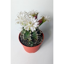 Gymnocalycium Mihanovichii Beyaz Çiçek Veren Kaktüs Büyük Boy Kırmızı Saksıda 8.5 CM