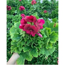 Red Ceylan Gözü Sardunya Fidanı Koyu Kırmızı 10-20 Cm
