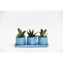 Trio Mavi Adler Sukulent Seti - Gasteria. Haworthia