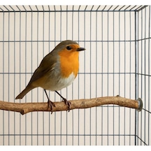 Doğal Ağaç Tünek Burgulu Tek Dal 27,5 Cm Kuşlar İçin Doğal Konf