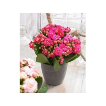 Açık Pembe Canlı Kalanchoe Çiçeği Fidanı 10-20 Cm
