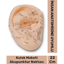 Özel Üretim Kırılmaz Sert Plastik İnsan Anatomisine Uyumlu Muayene 22cm Akupunktur Kulak Maketi