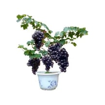 Nadir Ithal Bodur Siyah Üzüm Bonzai Ağacı Tohumu 5 Tohum Bonsai Tohumu