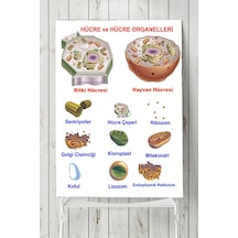 Hücre Eğitim Posteri