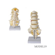 Lomber Bel Omurga Maketi Model 19