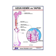 Uzun Kemiğin Yapısını Gösteren Eğitim Plakası