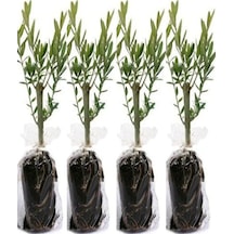 Videolu 10'lu Zeytin Fidanı 30-40 Cm Tüplü Iç Mekan Bitkileri Olive Sapling