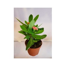 Ebruli Dikenler Tacı Euphorbia Milli Fidanı 10-20 Cm