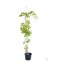 Kışın Kırmızı Renkli Duvar Sarmaşığı 50-70cm Saksılı/tüplü Bahçe Peyzaj Bitkisi