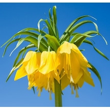 25 Adet Sarı Renk Ters Lale Tohumu Ağlayan Gelin Çiçeği N113773