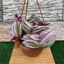 Videolu Pembe Telgraf Çiçeği Alacalı Yapraklı 1 Adet Saksılı 15-25cm Iç Mekan Salon Bitkisi