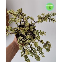 Portulacaria Afra Variegata Fil Azığı 1 Adet