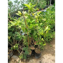 Yeşil Deniz Fidancılık Tüplü Yediveren Limon Fidanı 100-150 Cm