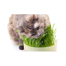 Ithal Kedi Çimi Tohumu 100 Gr Tohum Çim Tohumu