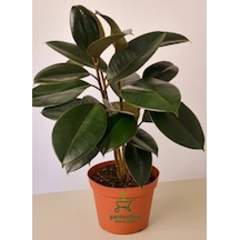 Mini Boy Kauçuk Fidanı 2'li Dikim 20-45cm Saksılı Salon Çiçeği Ficus Elastica