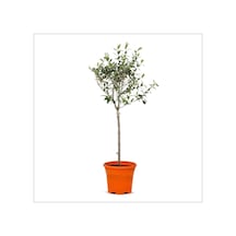Tijli Zeytin Ağacı 80-100 Cm Diğer